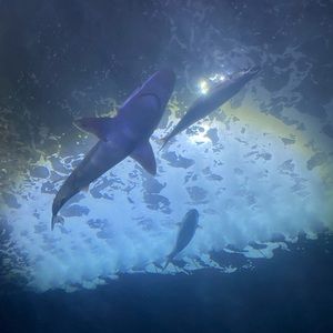 Meet your Posher, Tonya Recycling! New at this and loving it! Thank you!